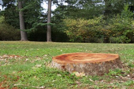 Why Professional Stump Grinding Is Worth The Investment