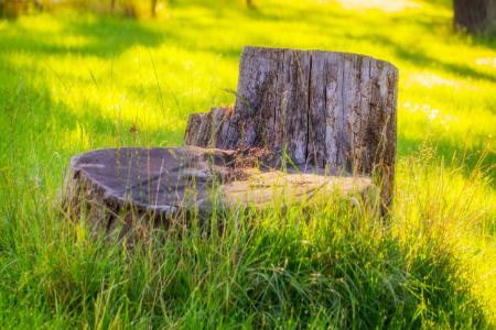 Stump Grinding